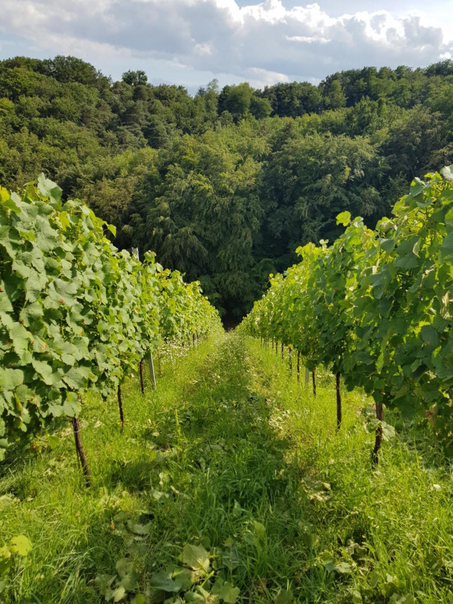 Wine House Kaloh Villa Maribor Exterior photo
